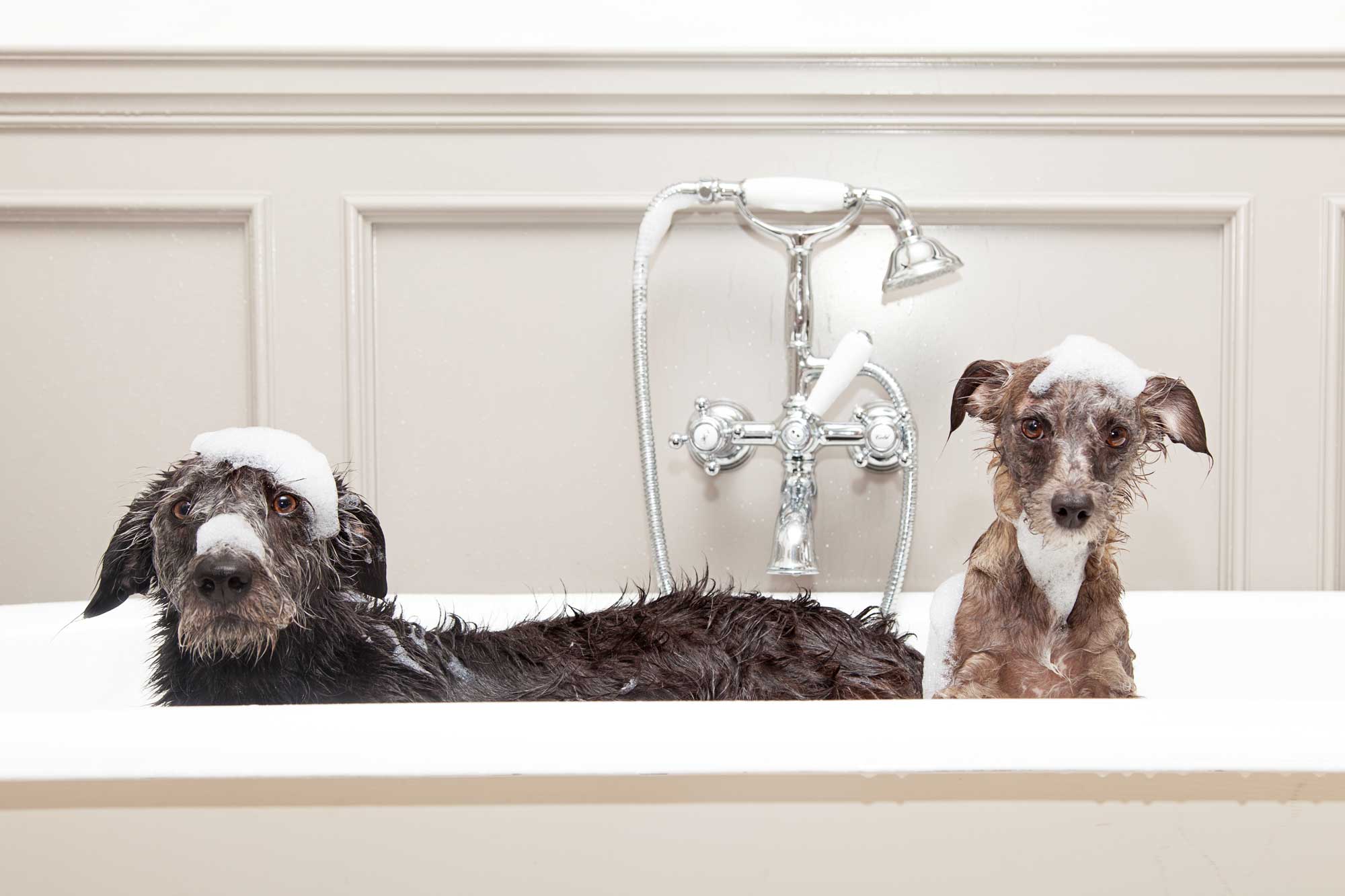 Dogs in bathtub